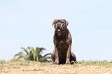 CANE CORSO 511